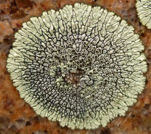 14-golden-moonglow-lichen