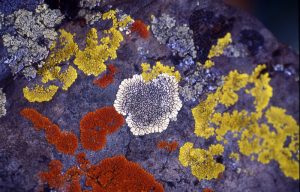 crustose_lichens_lg